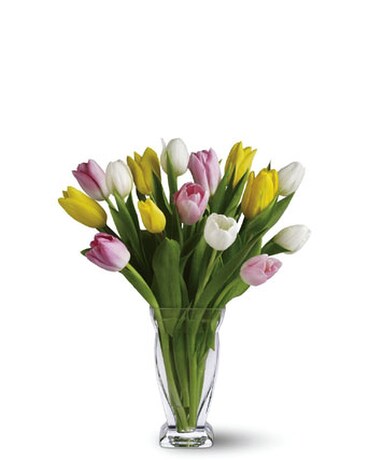 Tulips Vased