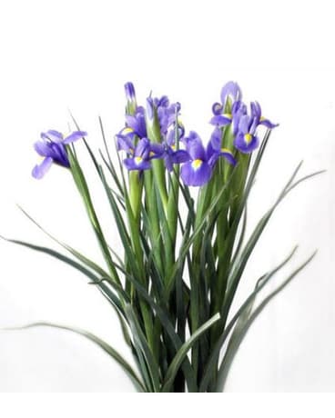 Iris Presentation Bouquet