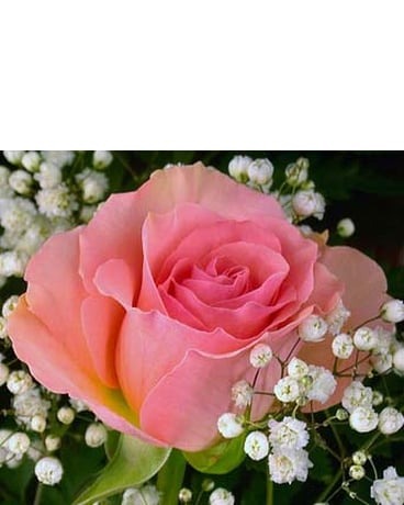 Single Rose Wrapped
