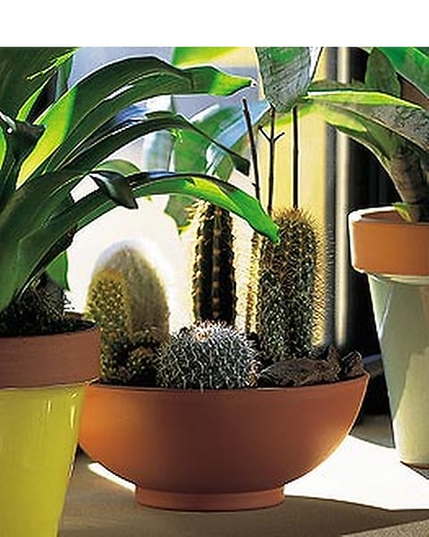 Cactus Garden in Norristown PA - Penny's By Plaza Flowers