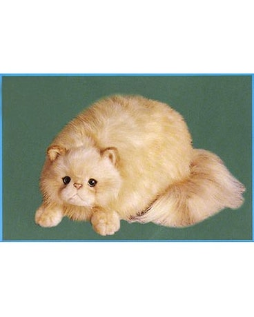 Norton Cat