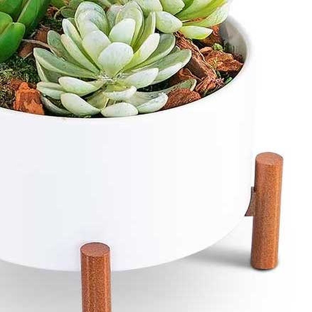Mid-Century Succulent Garden in Bradenton FL - Tropical Interiors