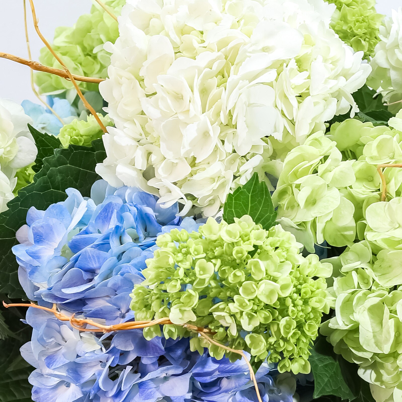 Hello, Hydrangea! in Mayfield Heights OH - Mayfield Floral