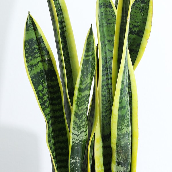 Sansevieria Plant in Florence AL - Kaleidoscope Florist & Designs