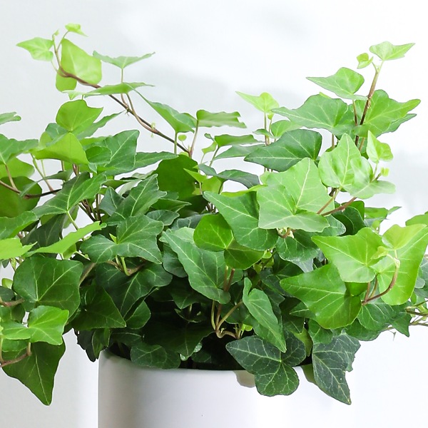 Ivy Iowa Discount Purchase