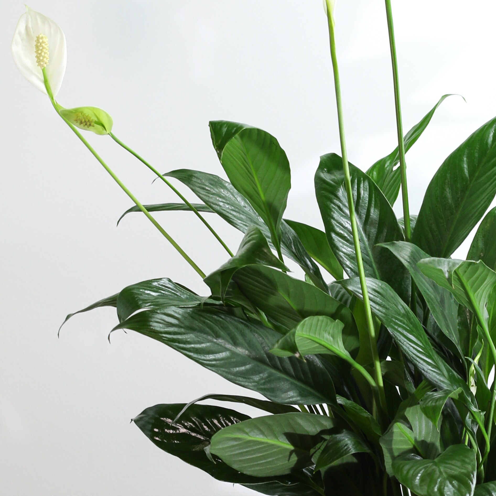 LILy　N organic Plenium Peace Lily Plant in Ballston Spa NY - Dehn's Flowers & Gifts