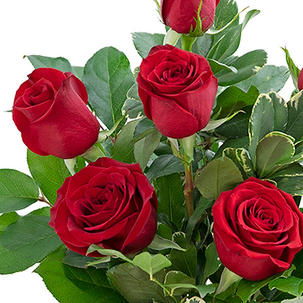 花卉11 Amazon.com: Flowers Bouquet Building Set, 1070PCS Wildflower