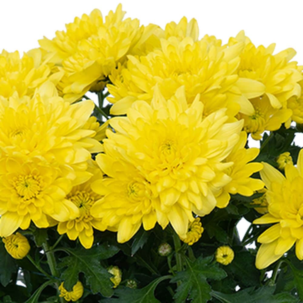 ARABIA エステリ \"Chrysanthemum leucanthemum\" groupofChrysanthemumleucanthem