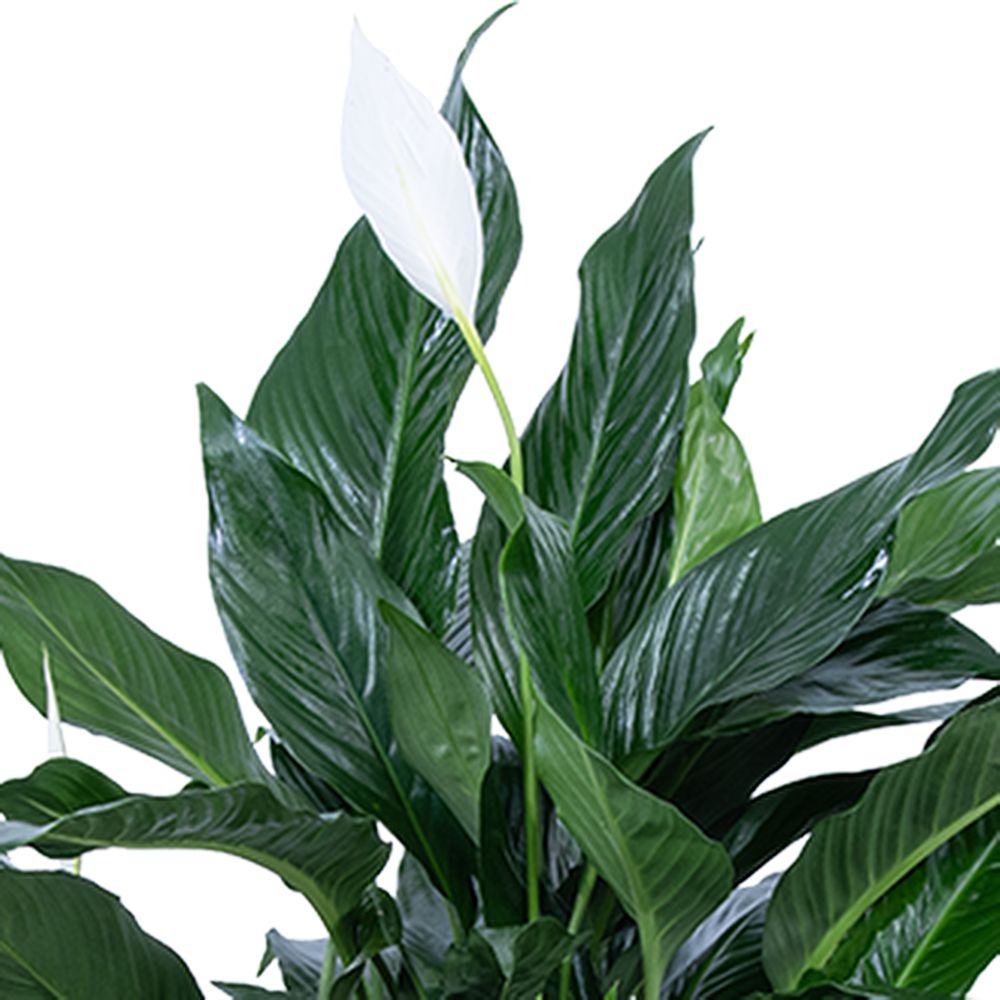 Medium Peace Lily Plant in Chatham NY - Chatham Flowers and
