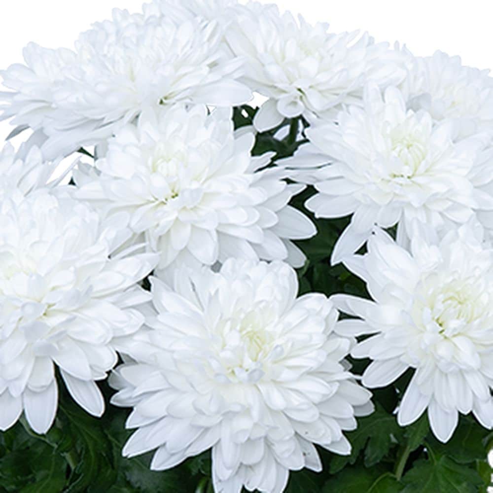 Chrysanthemum white online