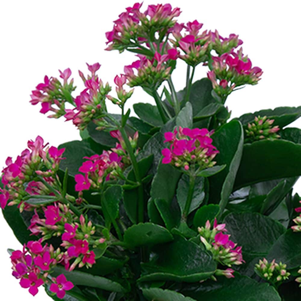【plantsplants】P. FSQ DeLaRocha/デラロッチャ Pink Kalanchoe Plant in Dixon IL - Flowers, Etc.