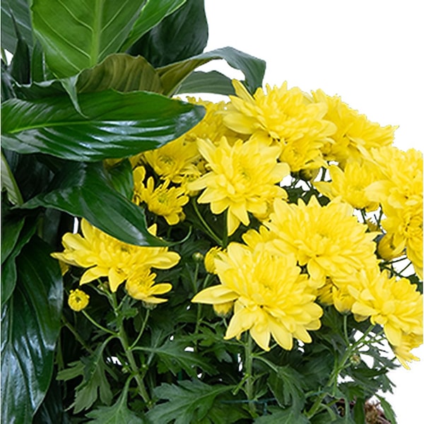 flower seeds in bulk Wildflower, Perennial, Annual Flower Seed Kit