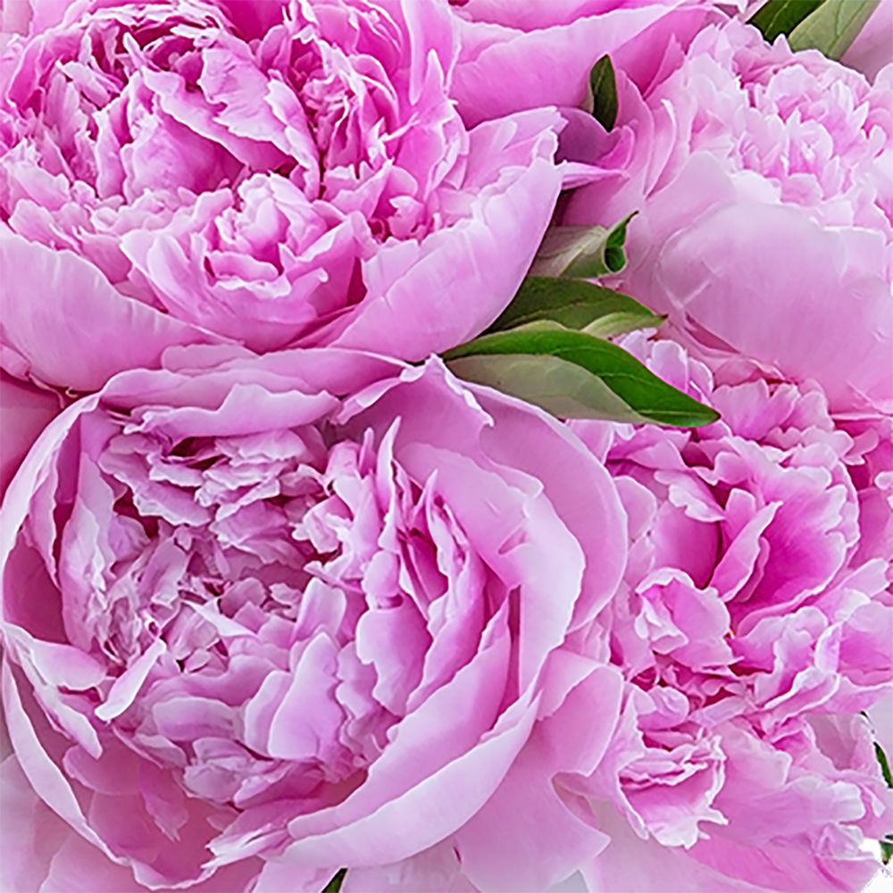 peony様❣️専用ページ Peony Paradise - Pop up Flower Bouquet – Giftology Scottsdale