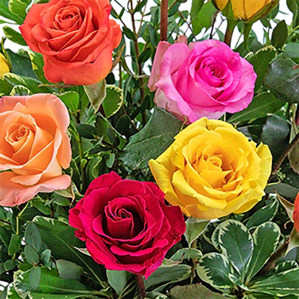 One Dozen Vibrant Roses in South Hadley MA - Carey's Flowers