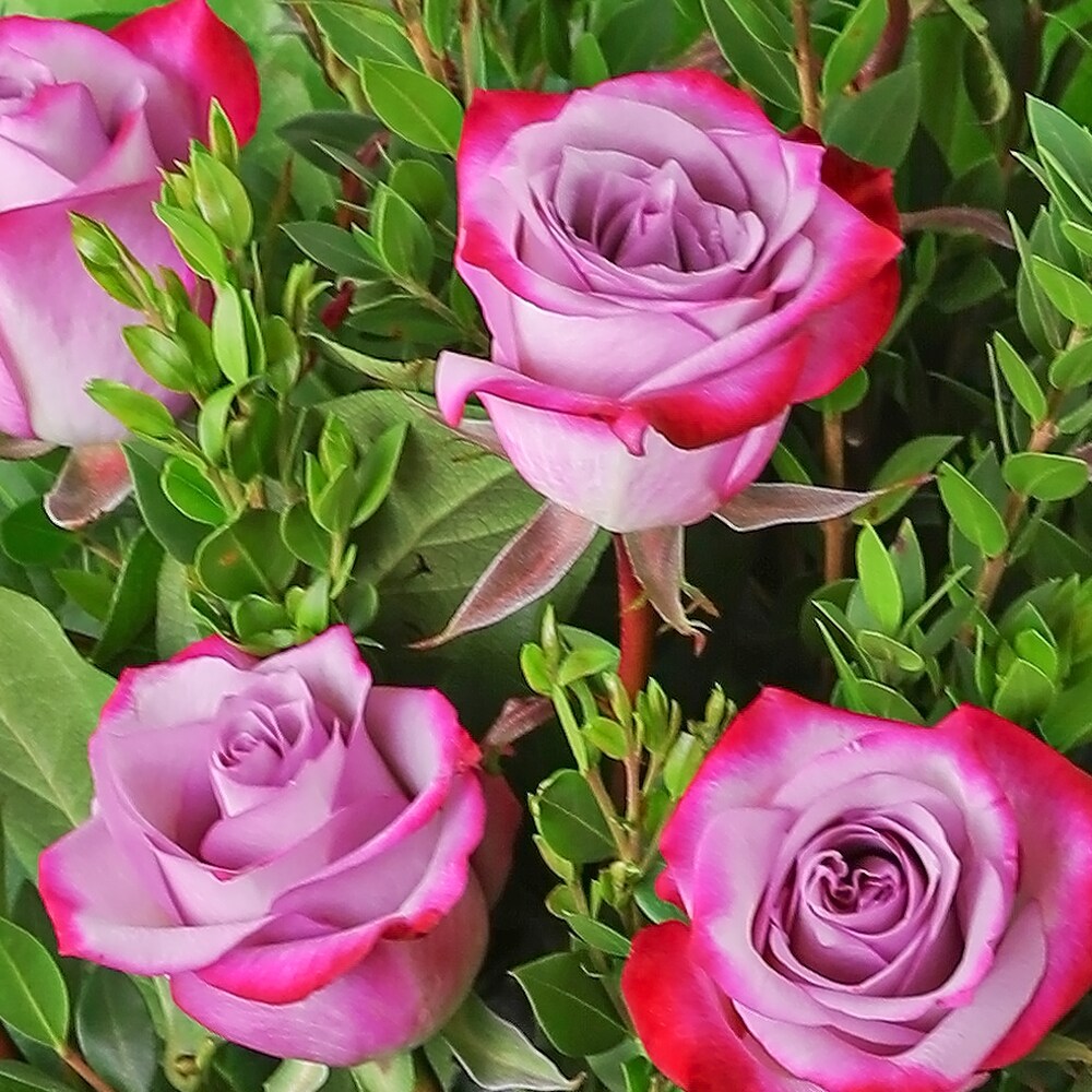 Vibrant Lavender Roses (12) in Louisville KY - Country