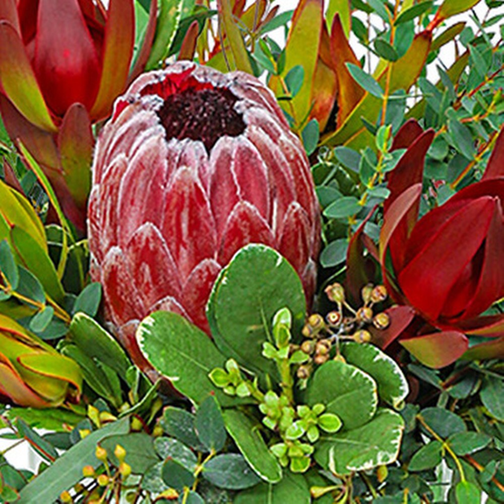 Protea Wilderness in Inver Grove Heights MN - Glassing Florist