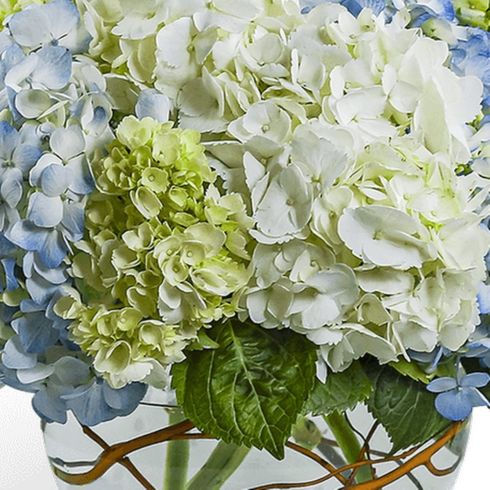 Hydrangea4937　0602 Cityline® Rio Hydrangea — Green Acres Nursery & Supply