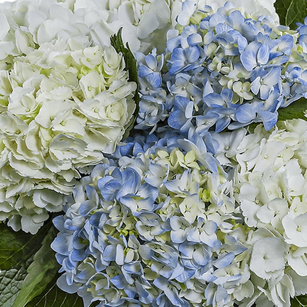 ◆Hydrangea4936◆ Online Orchards 5 Gal. Big Daddy Hydrangea – Large Flowering