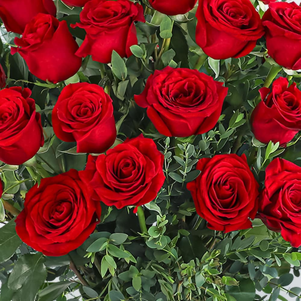 Two Dozen Red Hot Roses in Pearl MS - Chapman's Florist, Inc
