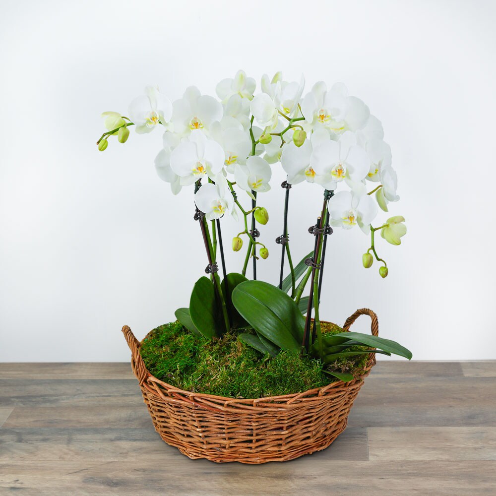 Serenity Orchid Plant in Scott LA - Leona Sue's Florist, Inc.