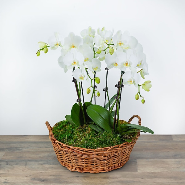 18cm plant pots Self-watering POTR Plant Pot ~ Eco Plant Pot
