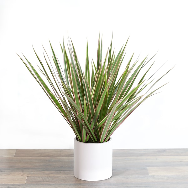 Dracaena Marginata Tri Color in Andalusia AL - Alan Cotton's Florist