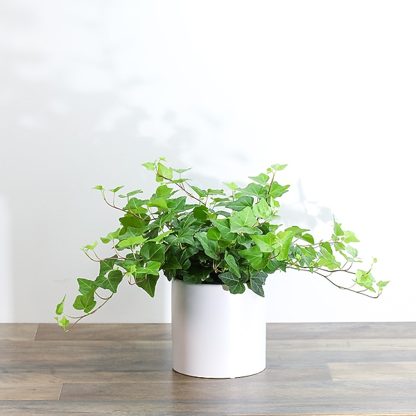 marginata indoor plant Kiwi Staggered Dragon Tree: Dracaena marginata - 14 inch pot main image 0