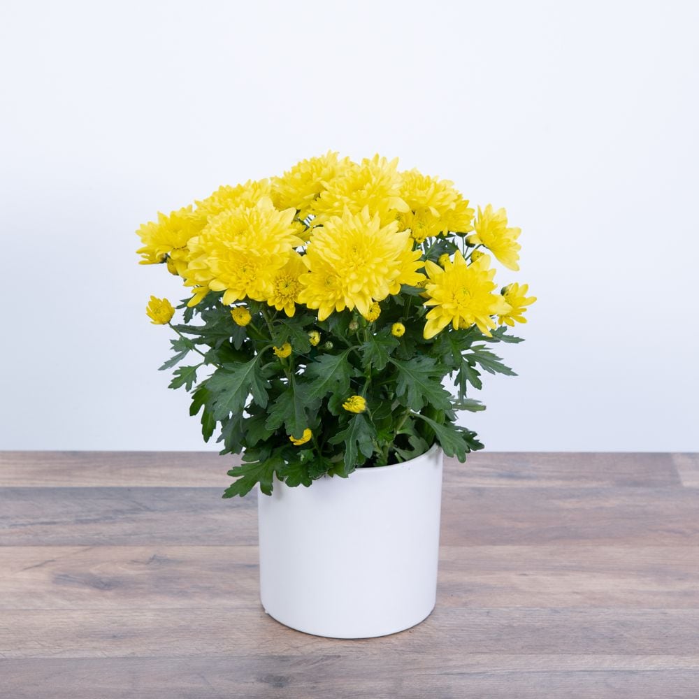 Yellow Chrysanthemum Plant in Oak Park IL - Garland Flowers