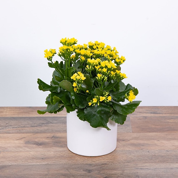 pothos scindapsus aureus Pothos main image 1