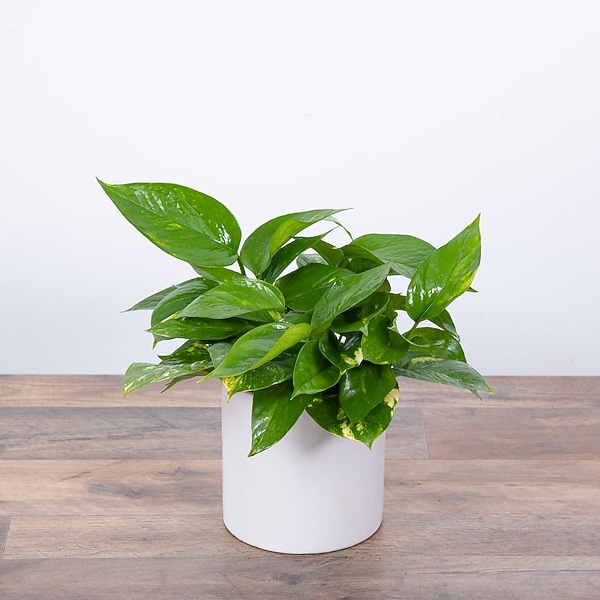 black star snake plant care 6