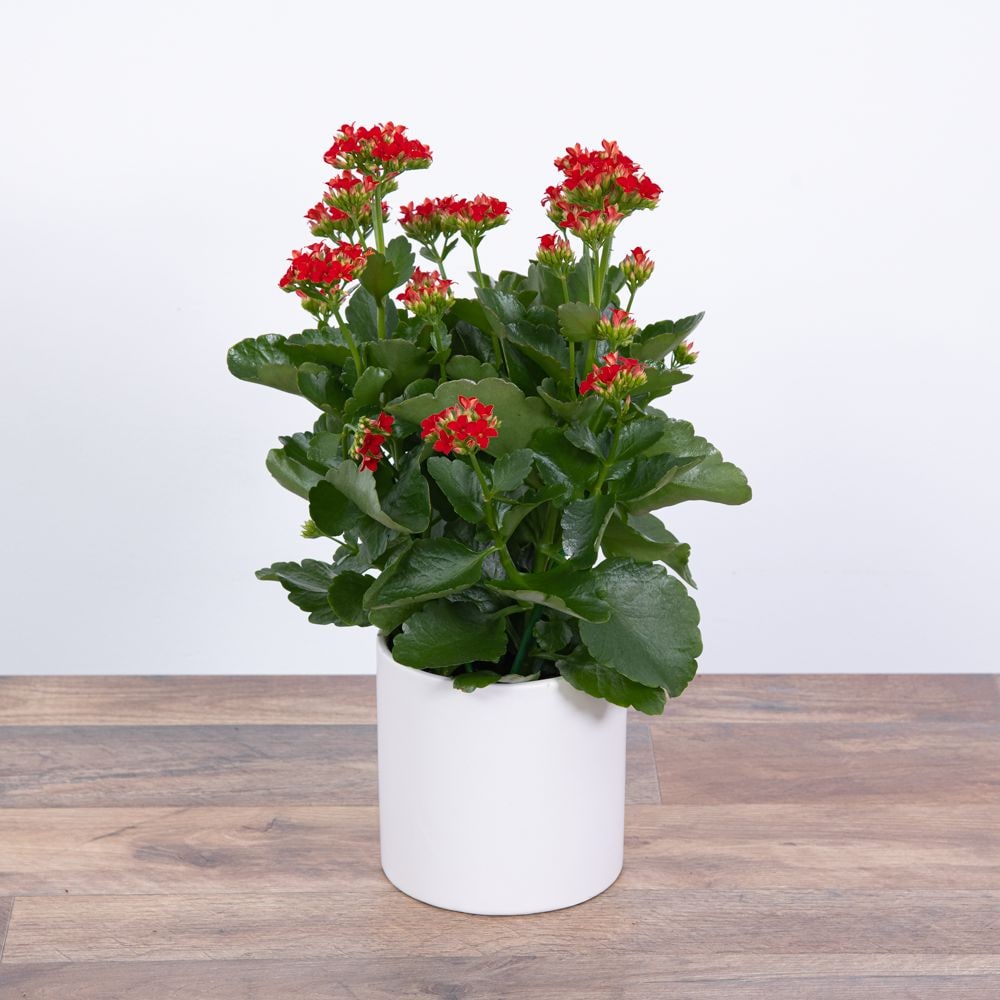 Kalanchoe plant deals