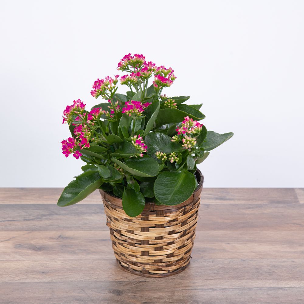 【plantsplants】P. FSQ DeLaRocha/デラロッチャ Pink Kalanchoe Plant in Dixon IL - Flowers, Etc.