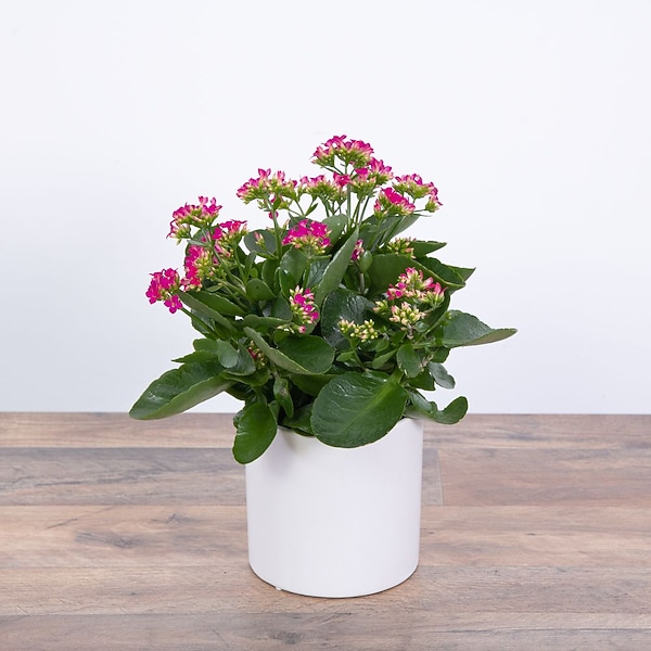 Pink Kalanchoe Plant in Bonita Springs FL - Heaven Scent Flowers Inc.