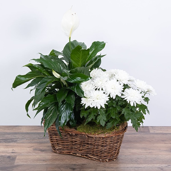 silver snake plant Metallica main image 0