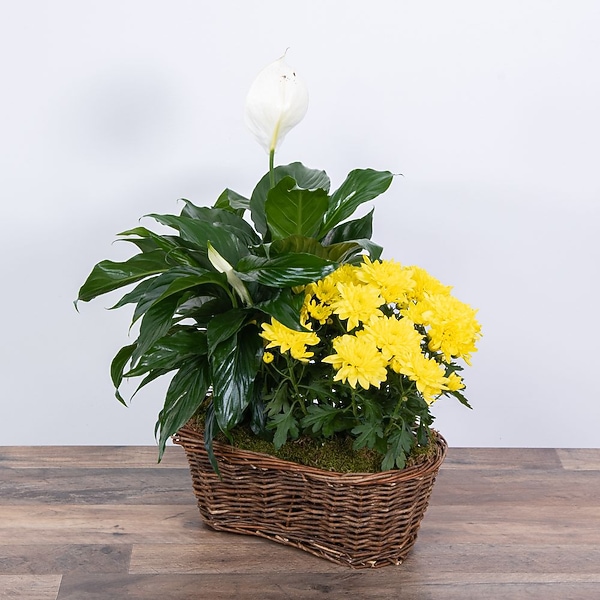 strawberry shake philodendron for sale Philodendron Strawberry Shake