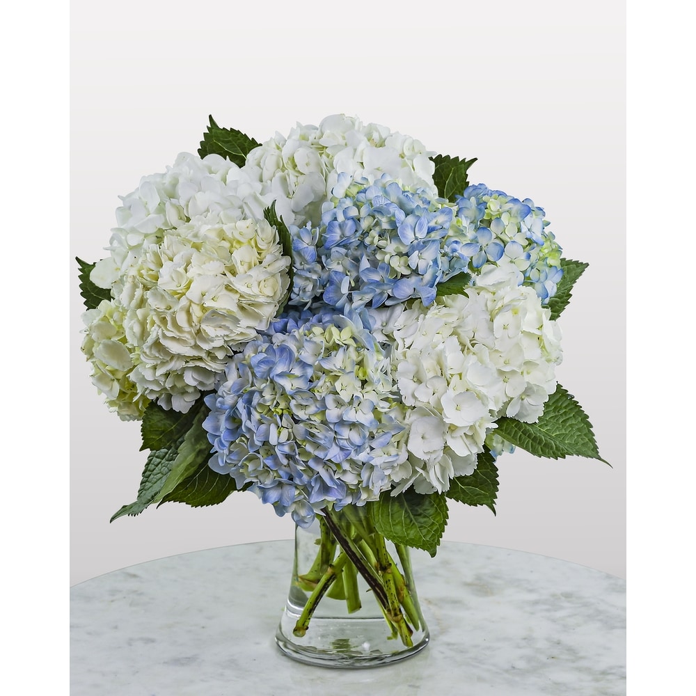 Hydrangea4937　0203 Lovely Lush Hydrangea in Tacoma WA - Tacoma Buds and Blooms