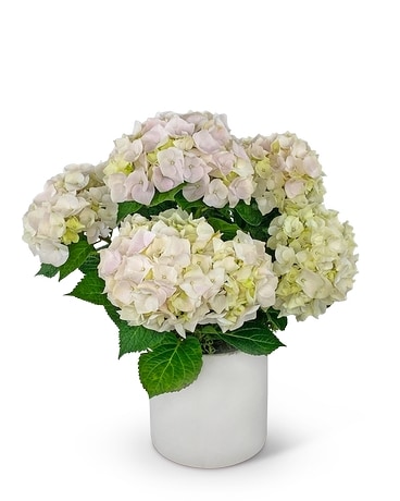 Blush Hydrangea Plant Plant