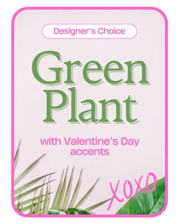 Designer's Choice Valentine's Day Green Plant Plant