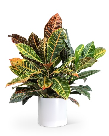 Croton Petra Plant Plant