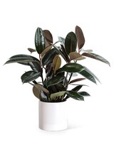 Standard size, 16 inches height and 12 inches wide.