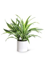 Standard size, 14 inches height and 12 inches wide.