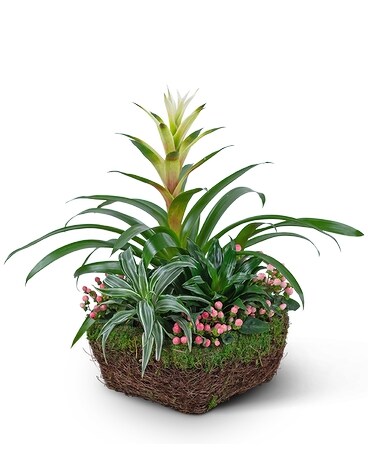 Bromeliad Comfort Planter Dish Garden Plant