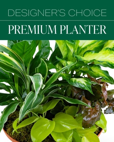 Designer's Choice Premium Planter Plant