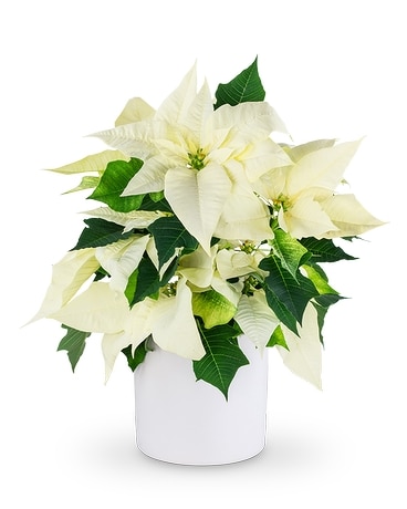 White Poinsettia Plant Plant