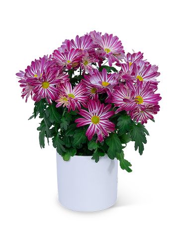 Purple Daisy Chrysanthemum Plant Plant