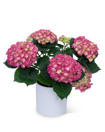 Pink Hydrangea Plant Plant