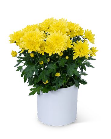 Yellow Chrysanthemum Plant Plant