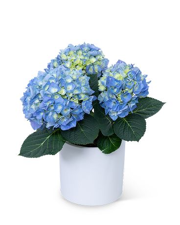 Blue Hydrangea Plant Plant