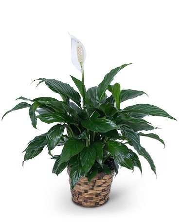 Small Peace Lily Plant 6