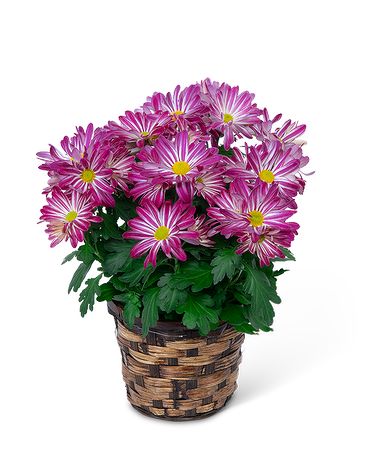 Purple Daisy Chrysanthemum Plant Plant